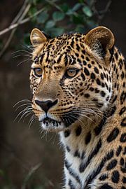 Detailed portrait of a majestic leopard by Art & Soul Creations