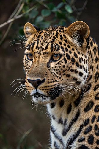 Gedetailleerd portret van een majestueuze luipaard