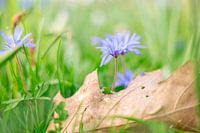 paarse bloemetjes in het groen