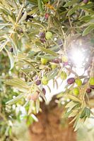 Zon schijnt door takken van groene olijfboom