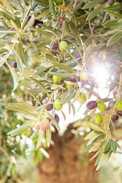 Sun shines through branches of green olive tree by Angeline Dobber