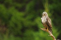 Buizerd op een tak.