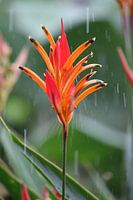 Oranje bloem