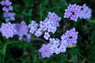 Petites fleurs violettes un jour de printemps par Diana van Neck Photography Aperçu