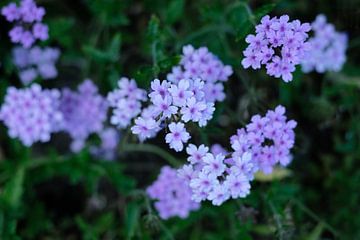 Petites fleurs violettes un jour de printemps sur Diana van Neck Photography