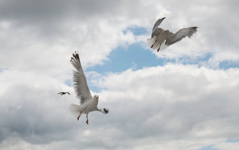 twee zeemeeuwen dansen in de lucht van ChrisWillemsen