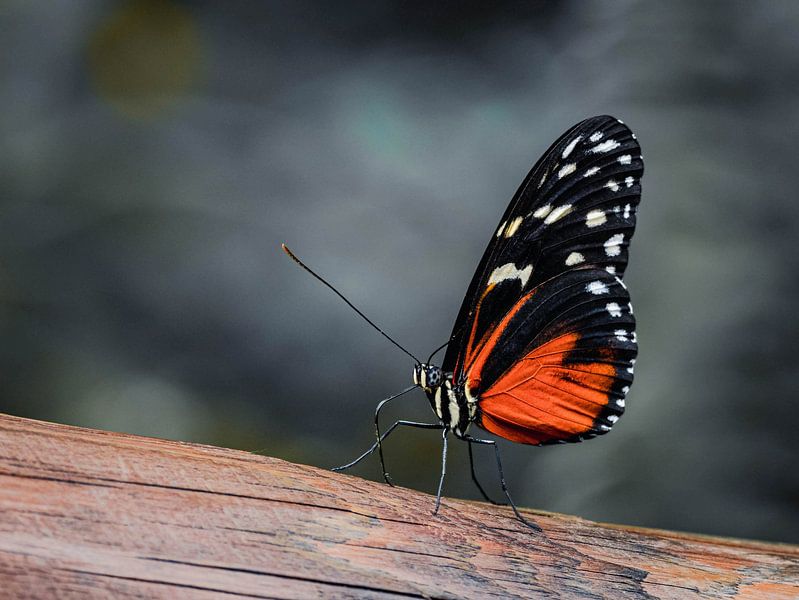 Butterfly beauty by Marjon Woudboer