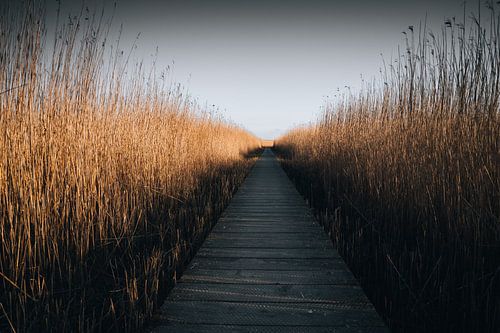 Rietvelden Nieuw Statenzijl