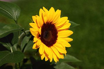 sunflower portrait by lieve maréchal