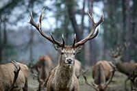 Le prince le cerf rouge