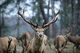 Der Prinz der Rothirsch von Stephan Petersen