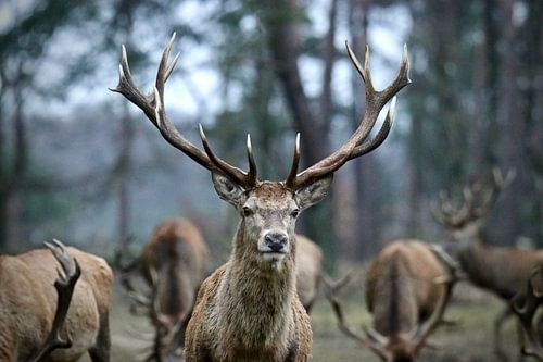 De Prins het Edelhert