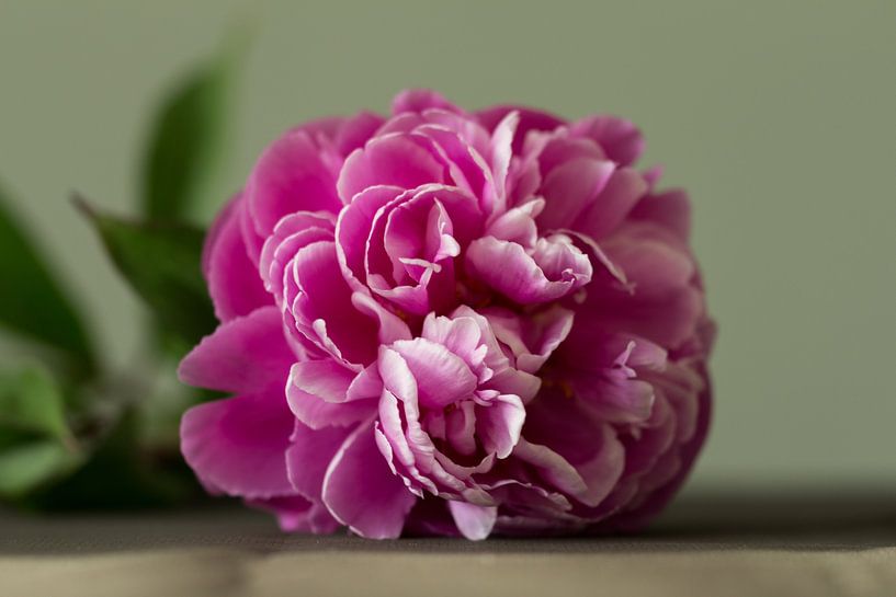 Lying peony by Piertje Kruithof