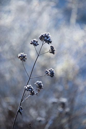 Enkel ijzig bloemhoofdje van Verbena