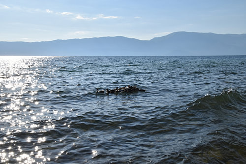 Ducks on Lake Ohrid 2