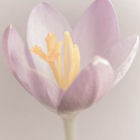 crocus edited to soft and dreamy. by Aan Kant