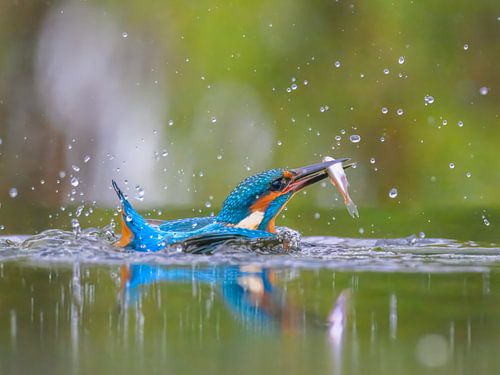 Martin-pêcheur sortant de l'eau avec un poisson