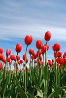 Rode tulpen