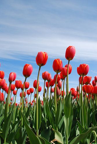 Rote Tulpen
