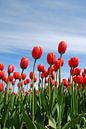 Red tulips by Leuntje 's shop thumbnail