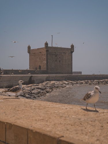 Hafen von Essouira mit Möwen im Vordergrund