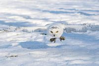 sneeuwuil 