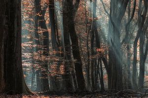 Herbstfarben im Speulderwald