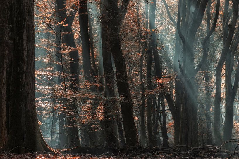 Autumn colours in the speulder forest by Ilya Korzelius