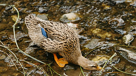 A wild duck drinks from the water