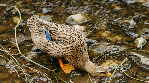 Wilde eend drinkt uit het water