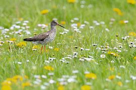 Tureluur by Herman de Raaf