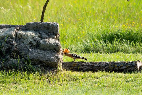 Le houblon nourrit les jeunes