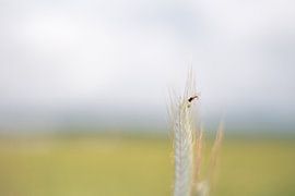 Fauvette sur Daniel Büffel