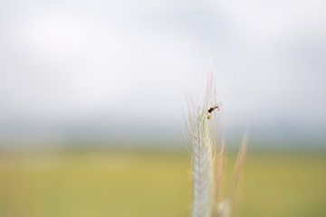 Fauvette sur Daniel Büffel