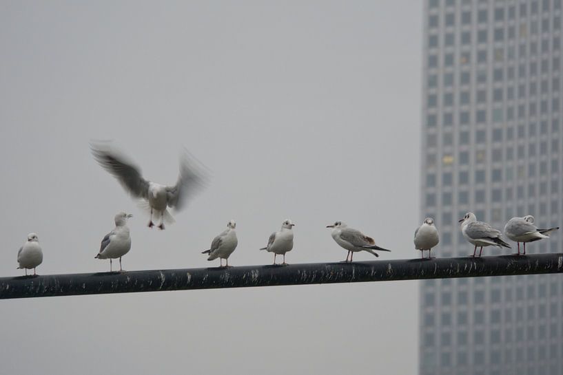 Gulls in Rotterdam by Remco Swiers