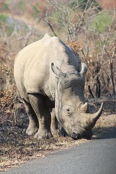 Rhinoceros by Sabine de Klerk