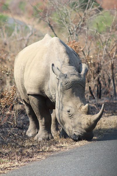 Rhinozeros von Sabine de Klerk