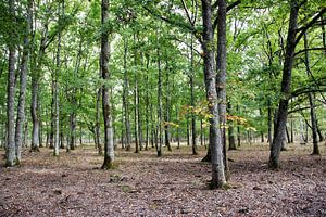 Jong eikenbos (Quercus robur)