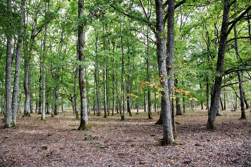 Jeune forêt de chênes (Quercus robur) par whmpictures .com