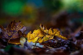 Crépitements d'automne