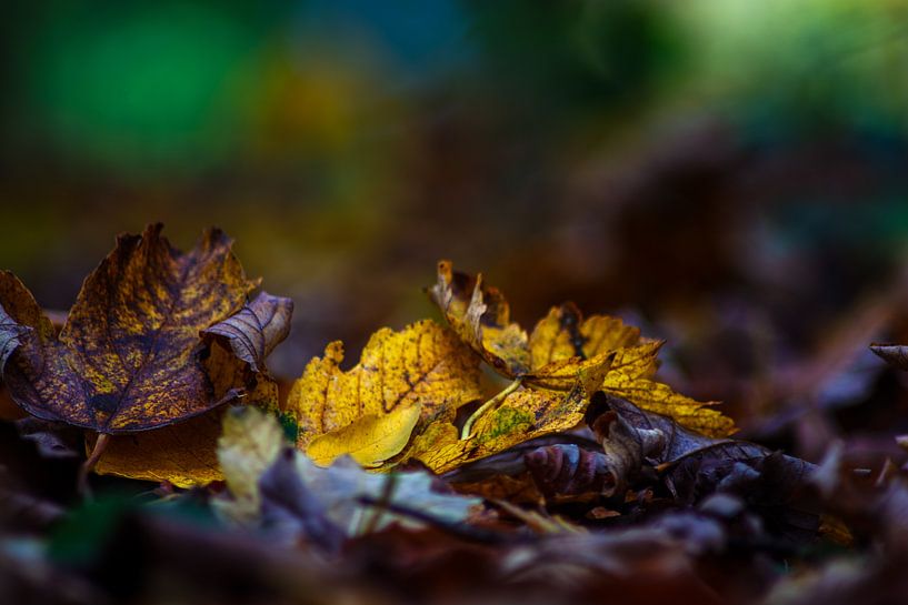 Herfst knappert van Photoart-Naegele