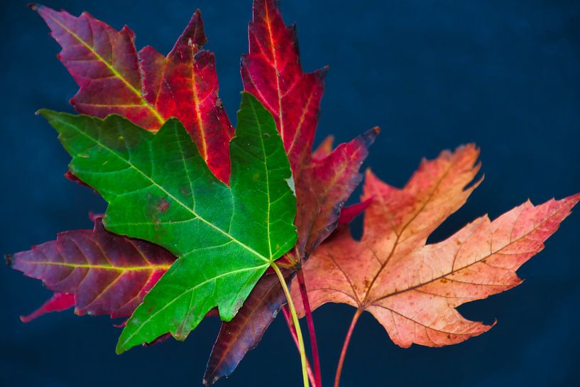 Feuilles du vert au brun par Jolanda de Jong-Jansen
