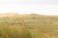 Sluftervallei duinen bij het strand van Texel van Sjoerd van der Wal Fotografie thumbnail