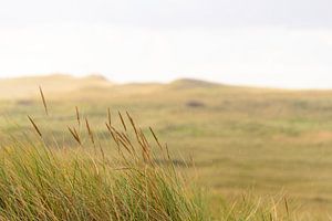 Slufter Tal Dünen am Strand der Insel Texel