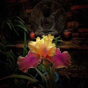 Een Iris voor Boeddha van Dorothy Berry-Lound