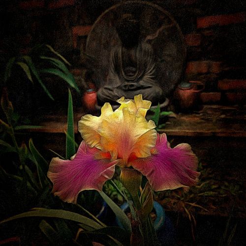 Un iris pour Bouddha