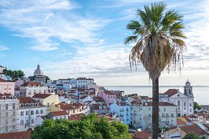 Alfama à Lisbonne, Portugal, avec un palmier. sur Christa Stroo photography