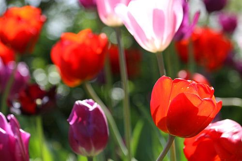 Tulpen in de Keukenhof