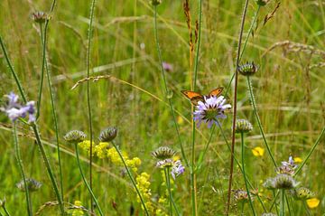 Vlinder op veld met wilde bloemen van Susanne Seidel