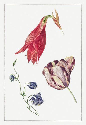 Georgius Jacobus Johannes van Os - Tulpe, Akelei und Amaryllis